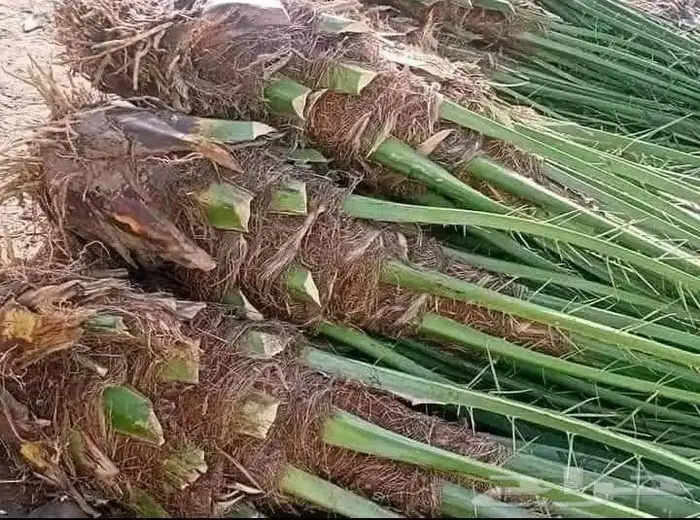 فسايل بجميع أنواعها المختلفه واحجامها 4