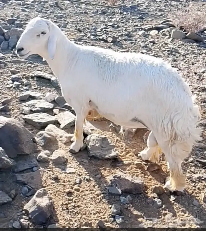 طلي لبيع مشروط من المراح العمر توه ثني 0