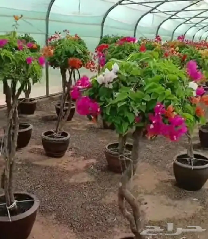 مشتل بيع اشجار 0