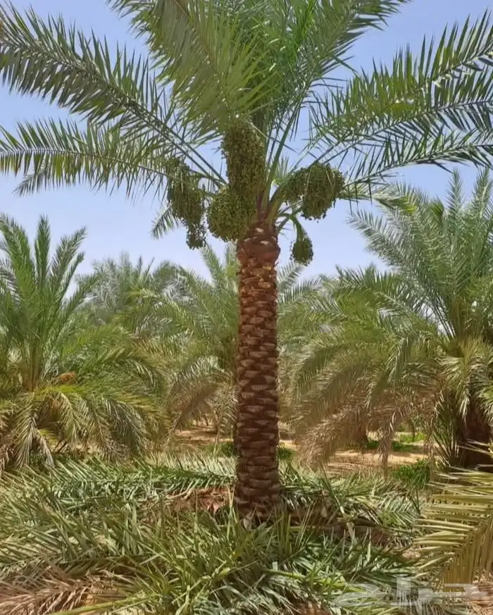 نخيل المجمعه 8