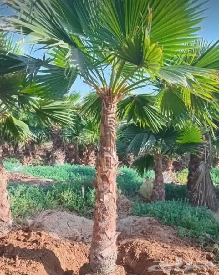 نخيل المجمعه 1