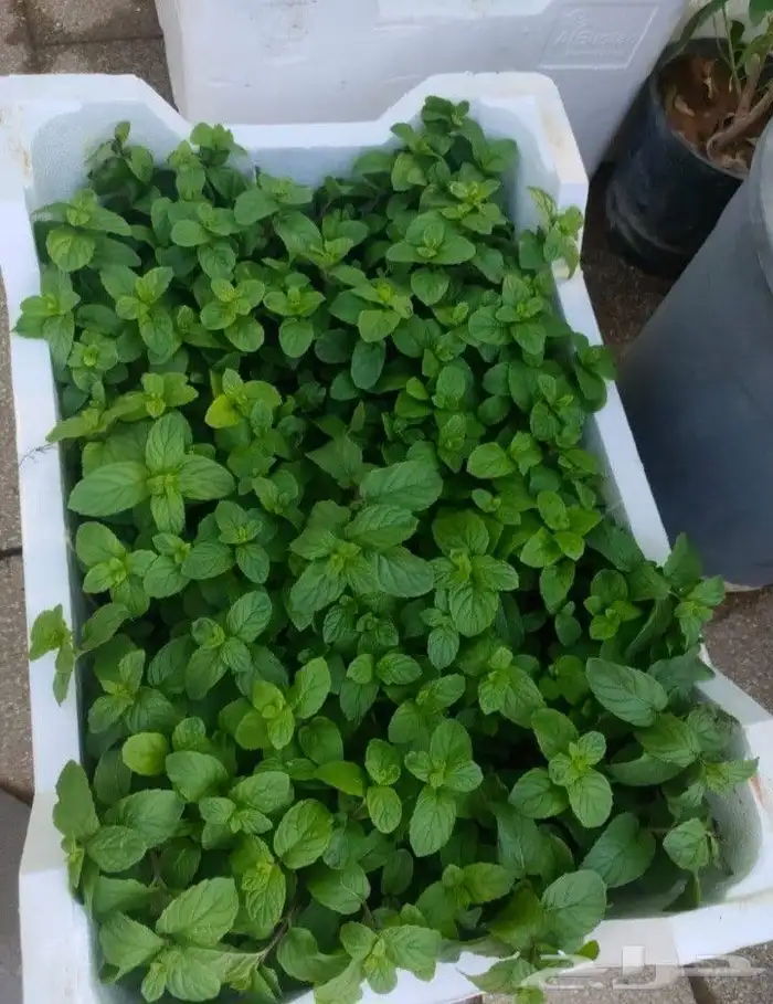 منسق حدائق وتركيب جميع شبكات الري العادي والاتمتك 4