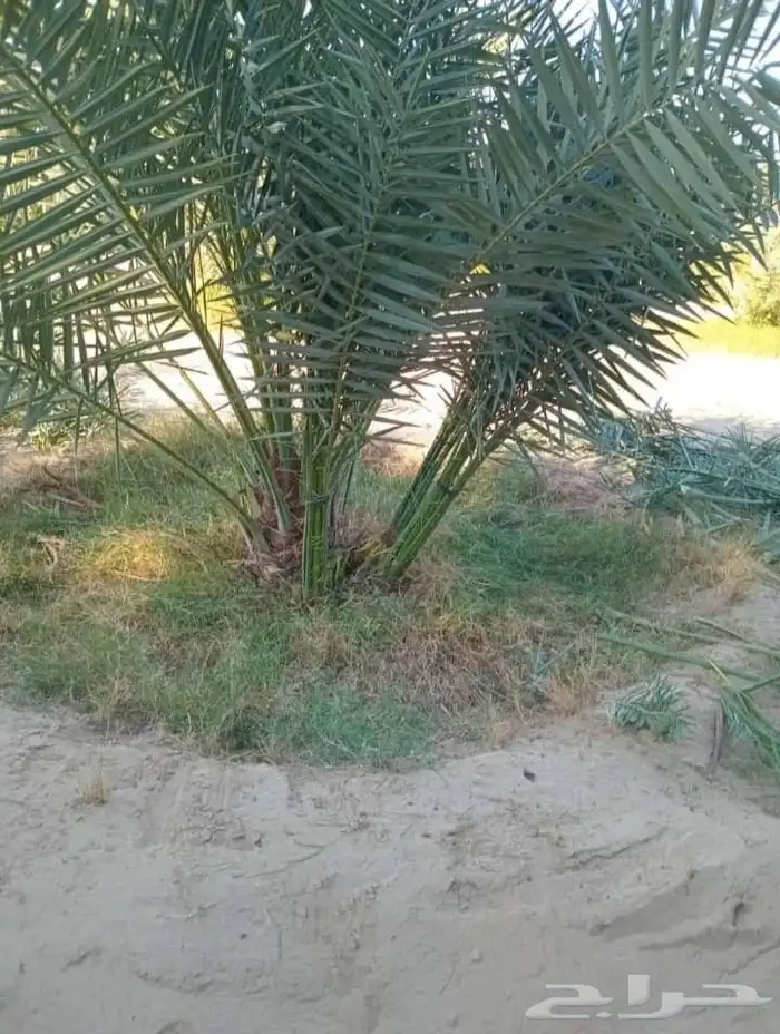 نحن نقوم بقلع الفروخ والجديل وتركيبهن 1