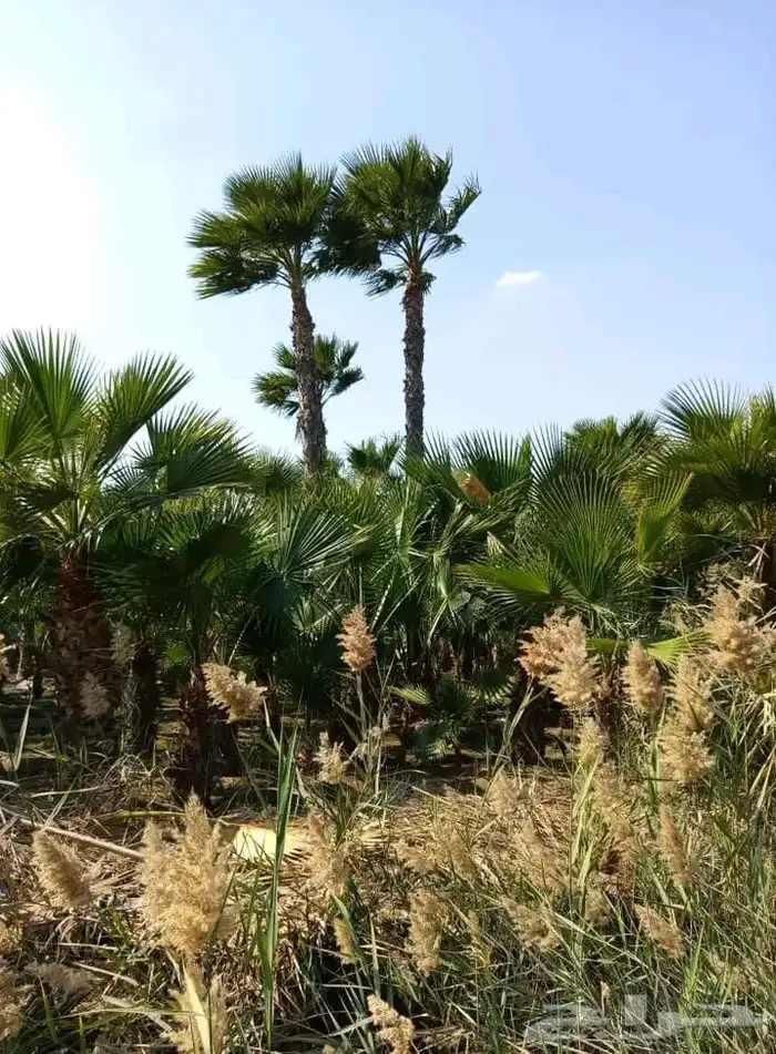 اشجار زيتون ونخيل 3