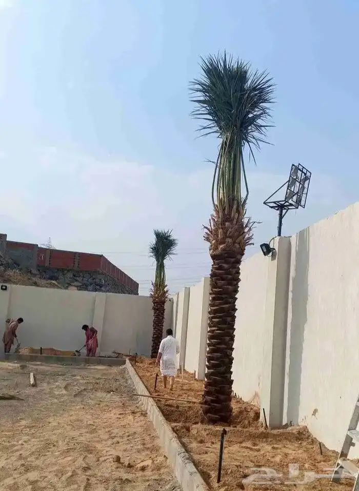 نخل للبيع فسايل وجثايث عربي وواشنطني زينه جده ومكه المكرمه و 5