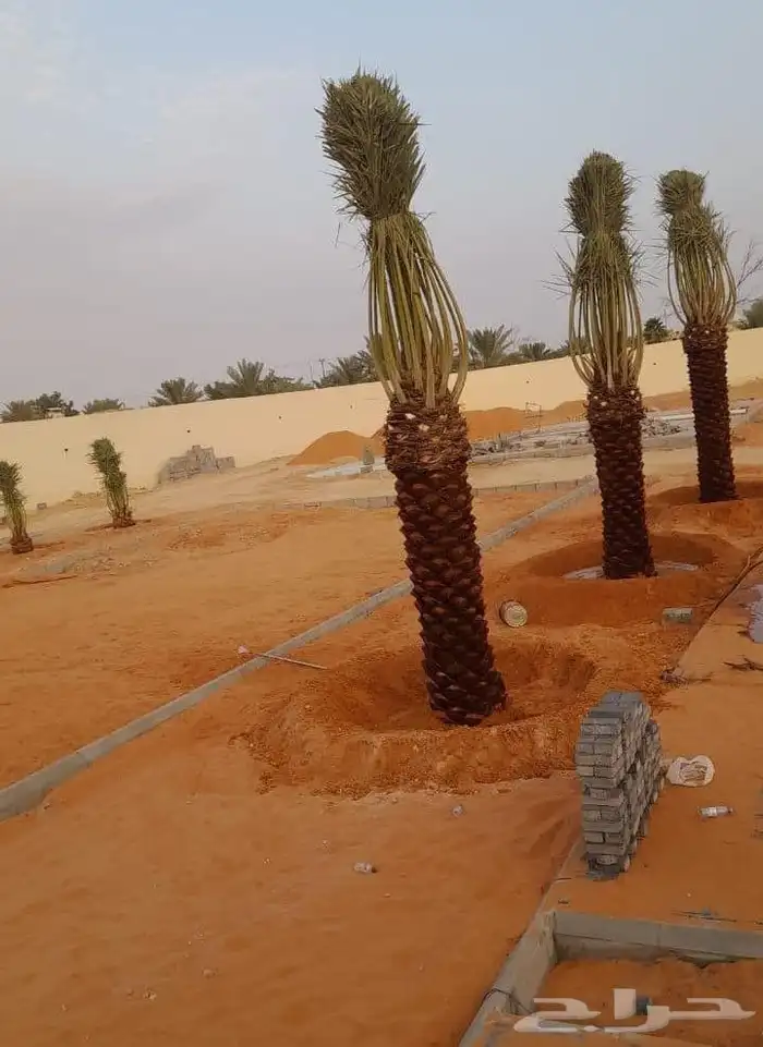 نخل للبيع بجميع انواعها 3
