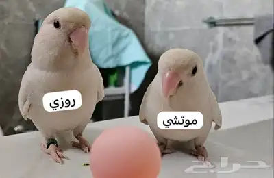 ببغاء روز الباينو index