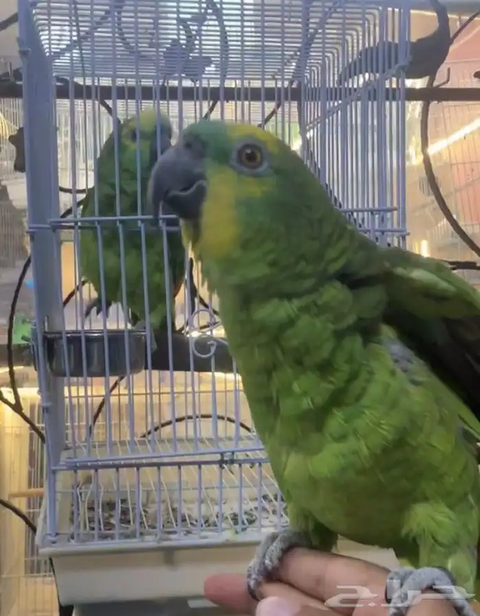 للبيع ببغاء امزونيات متكلمه على اليد واليفه 2