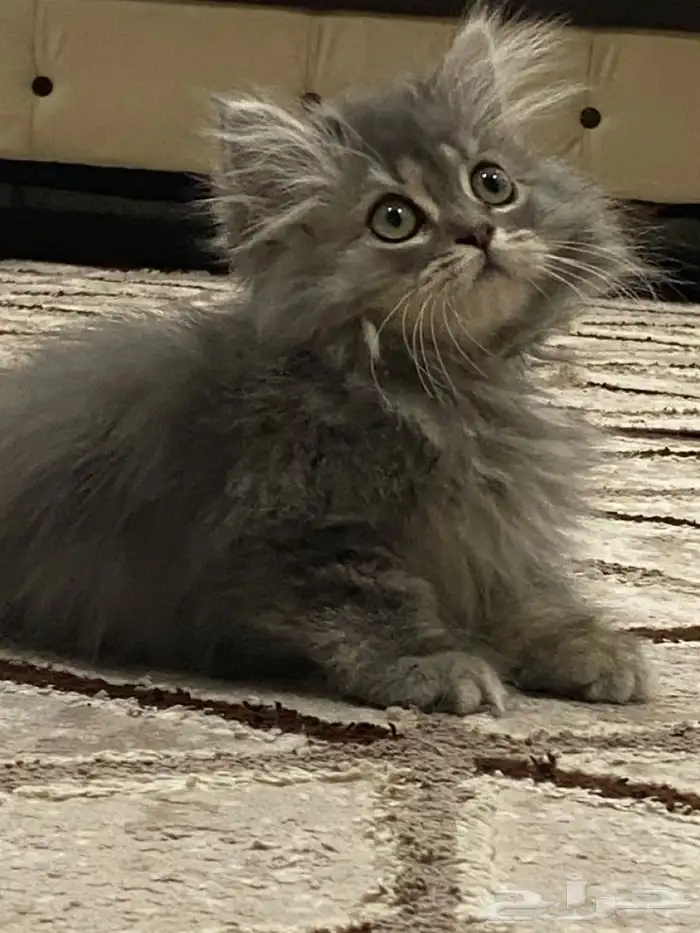 ابي بسه انثى شيرازي عمر شهرين او اقل 0