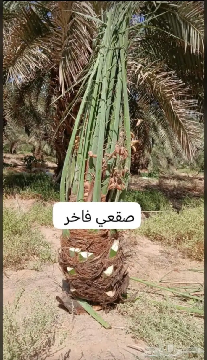 توريد جميع أنواع النخيل تركيب الشبوك والزيتون 6