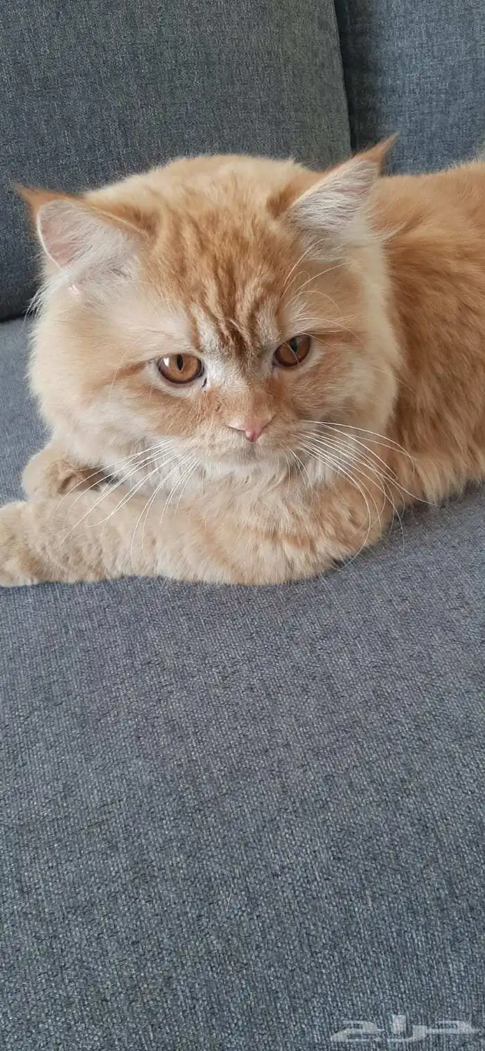 قط لتبني ذكر 2