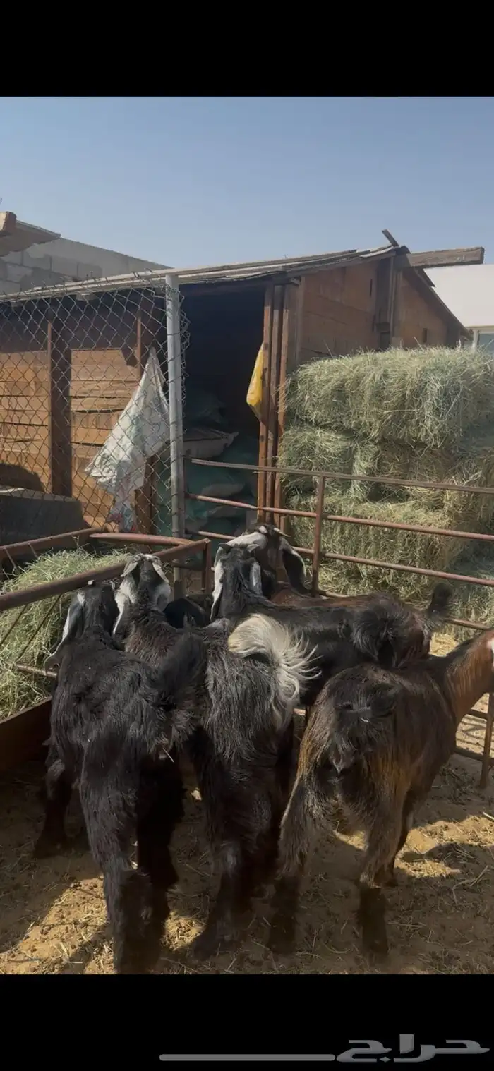 ذبايح تيوس عوارض فل نظاف 0