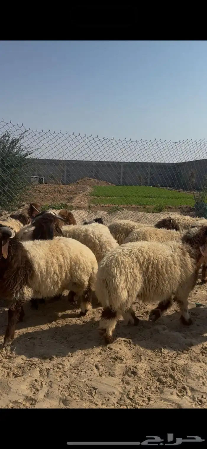 خرفان نعيم ذبايح بلدي بري 0