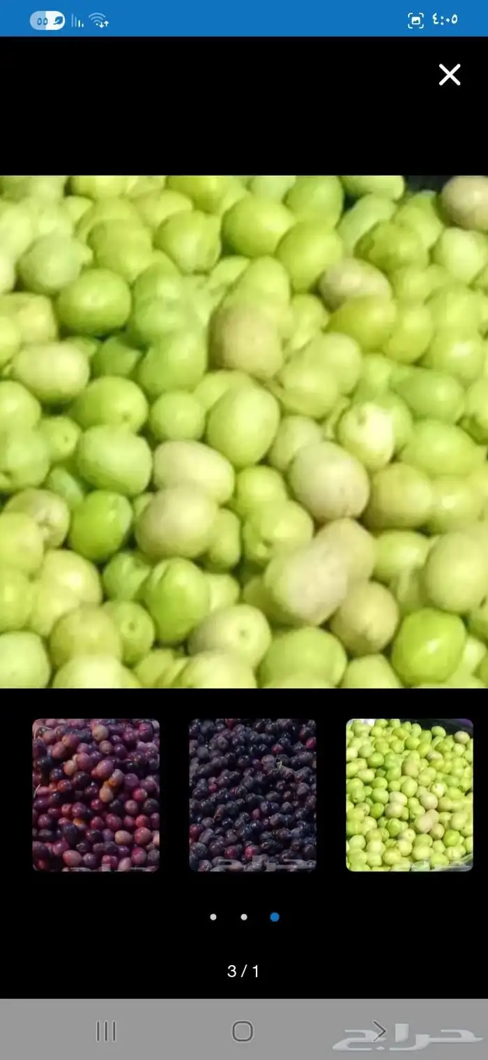 موجودة عمال لحصاد وتجميع الزيتون رقم التواصل بانتظام وجودة 1