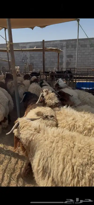 خروف نعيم جذع index