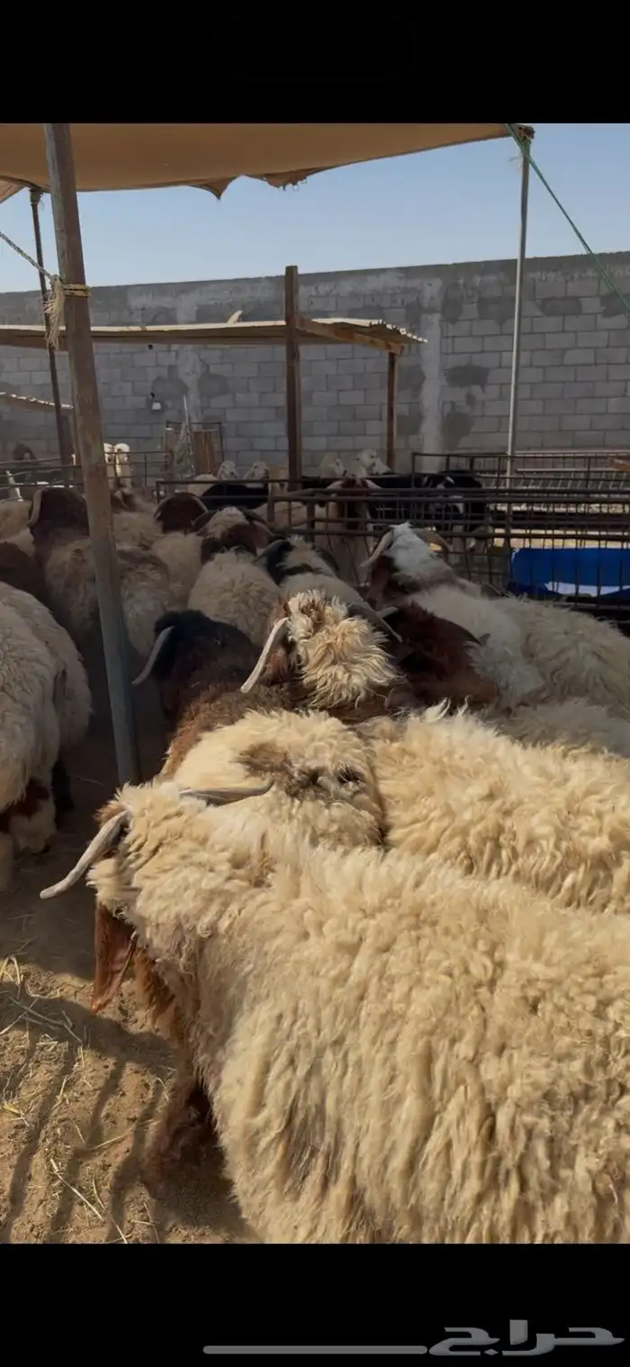 خروف نعيم جذع 0