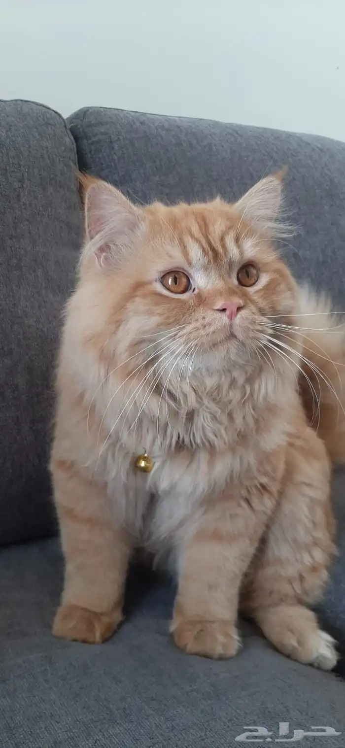 قط لتبني ذكر 1