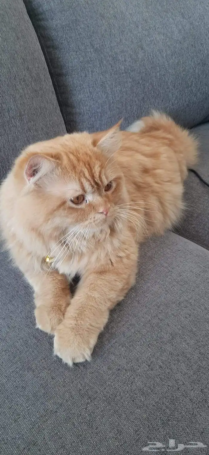 قط لتبني ذكر 0