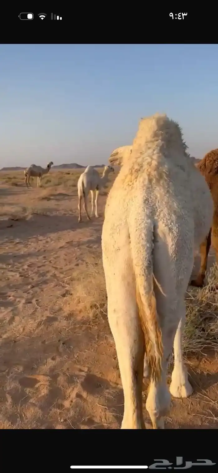 حشو قعدان قصب 3