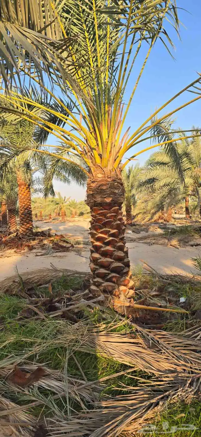 يوجد لدينا نخيل وشنطني وعربي بجميع المقسات والانواع 1