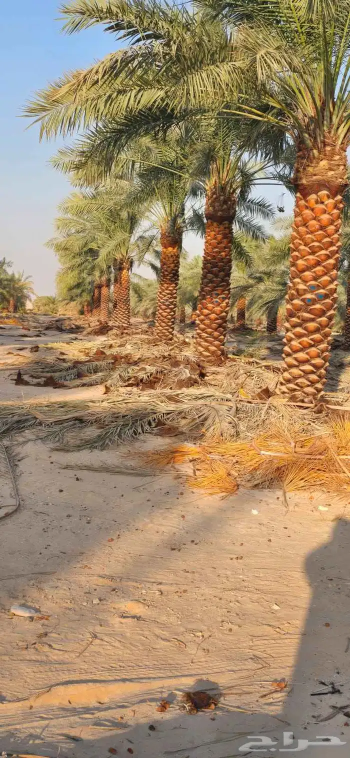 يوجد لدينا نخيل وشنطني وعربي بجميع المقسات والانواع 0