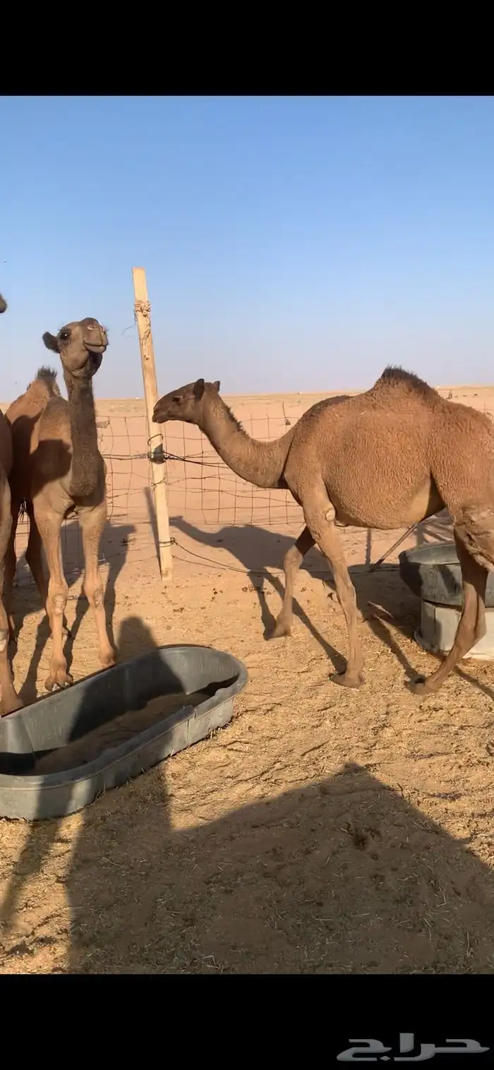 لبيع بكار صفر 3