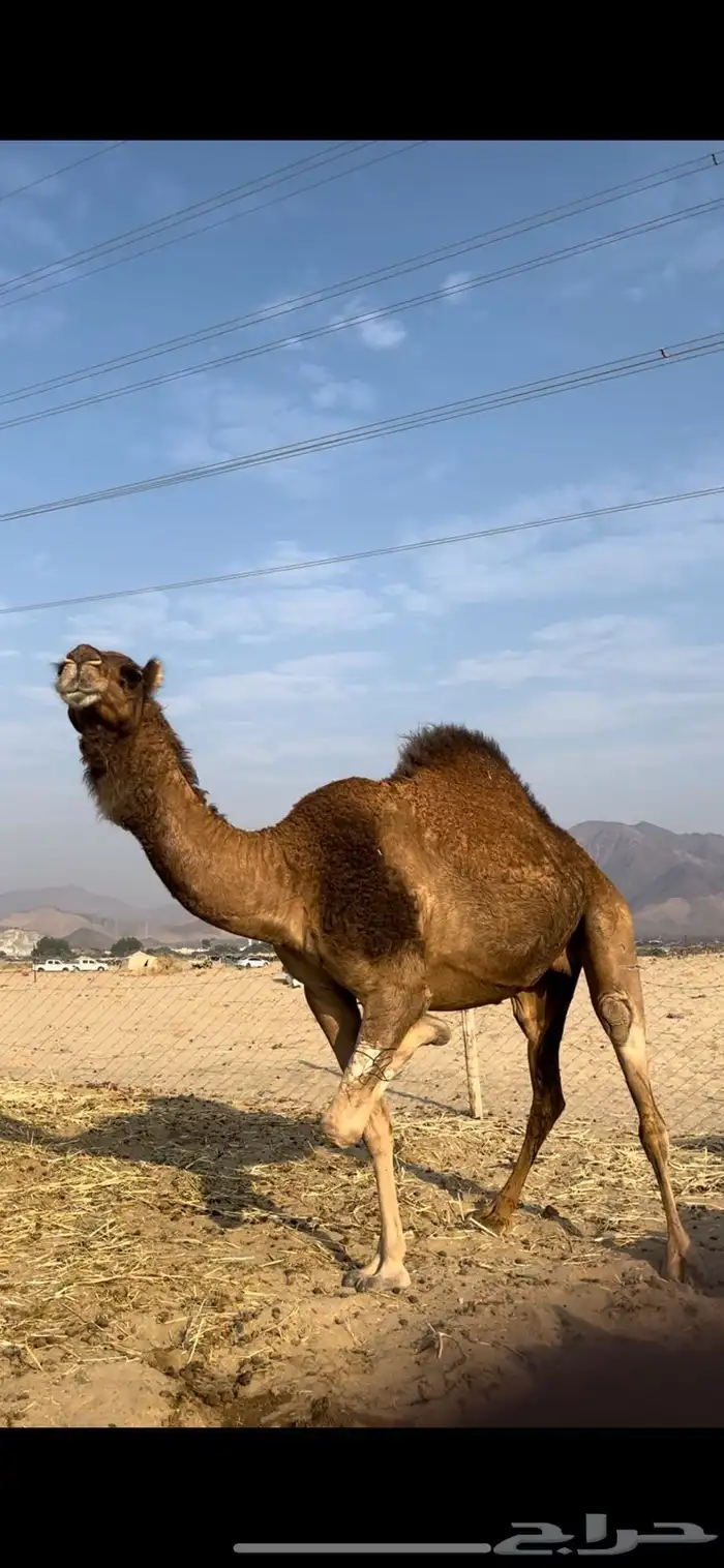 ناقه ساحليه لقحه ( تم البيع ) 1