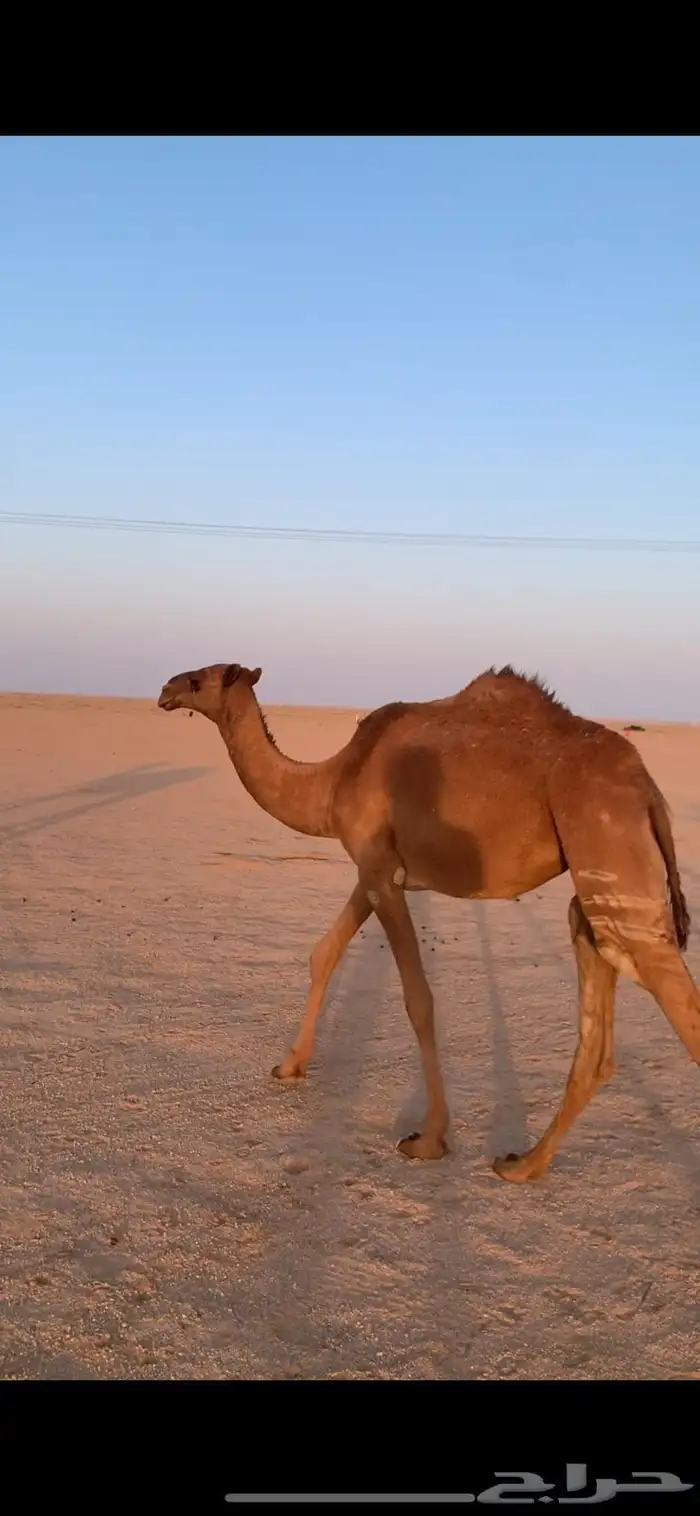 لبيع بكار صفر 0