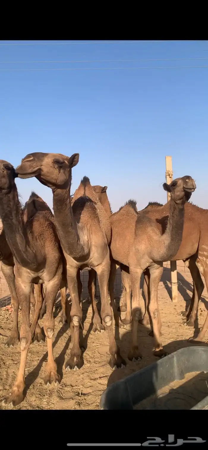 لبيع بكار صفر 4