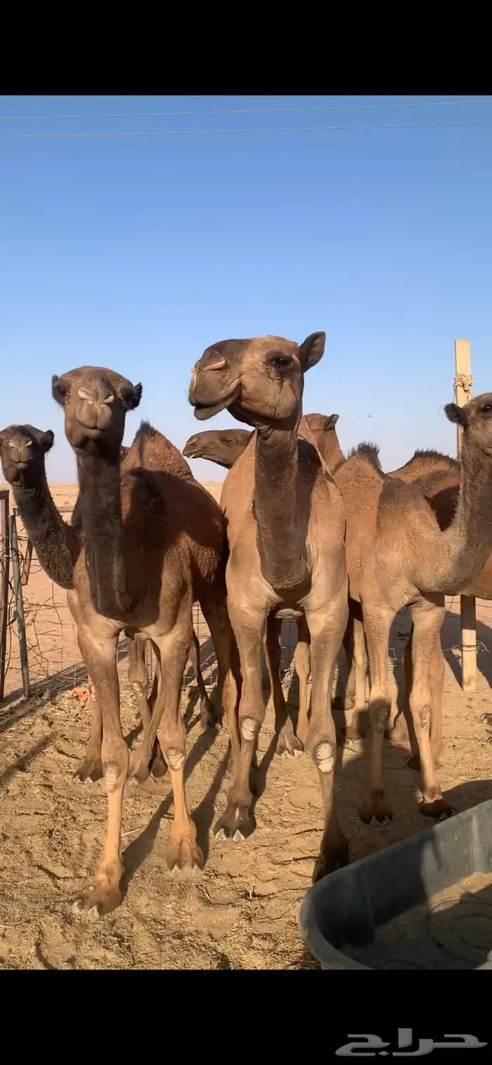 لبيع بكار صفر 5