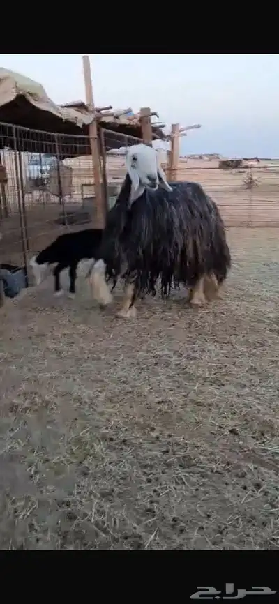 نجديه معها رخل index