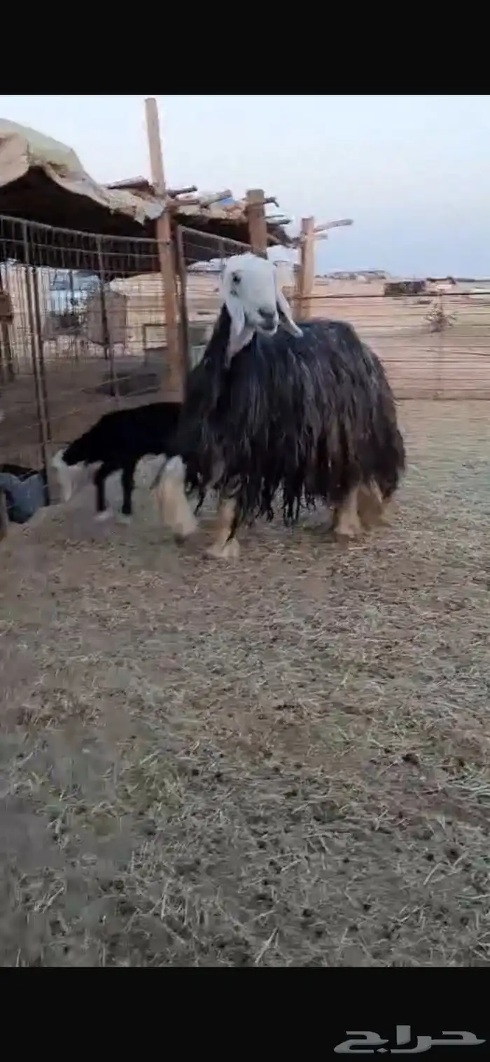 نجديه معها رخل 0