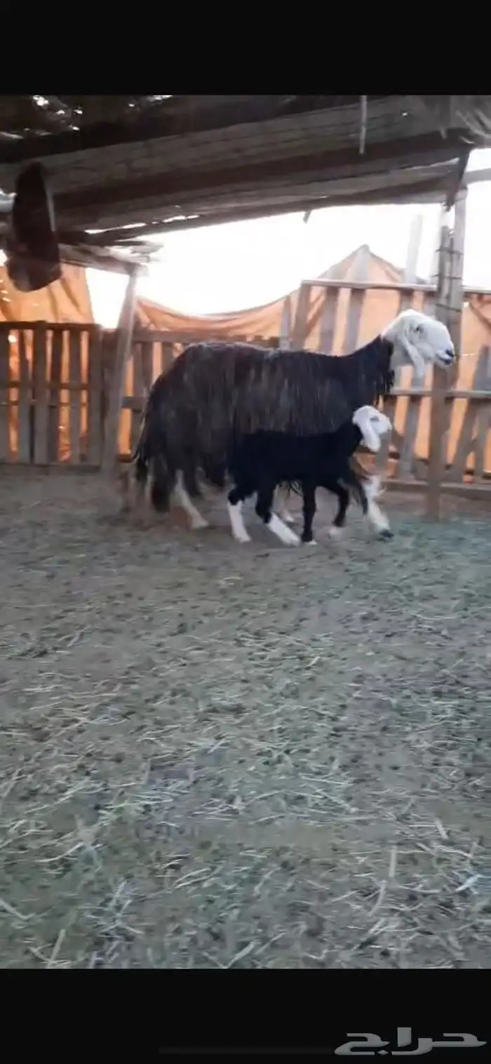 نجديه معها رخل 1