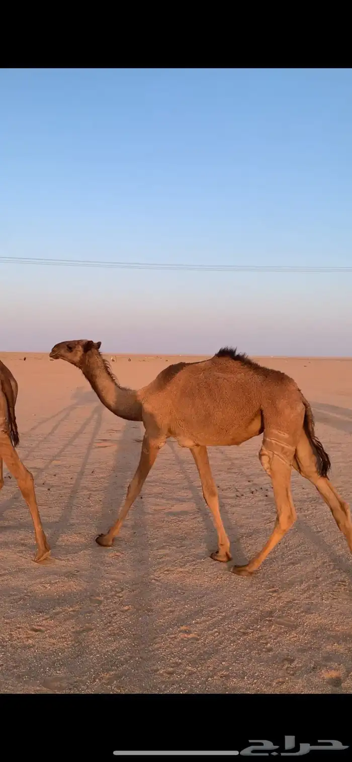 لبيع بكار صفر 1