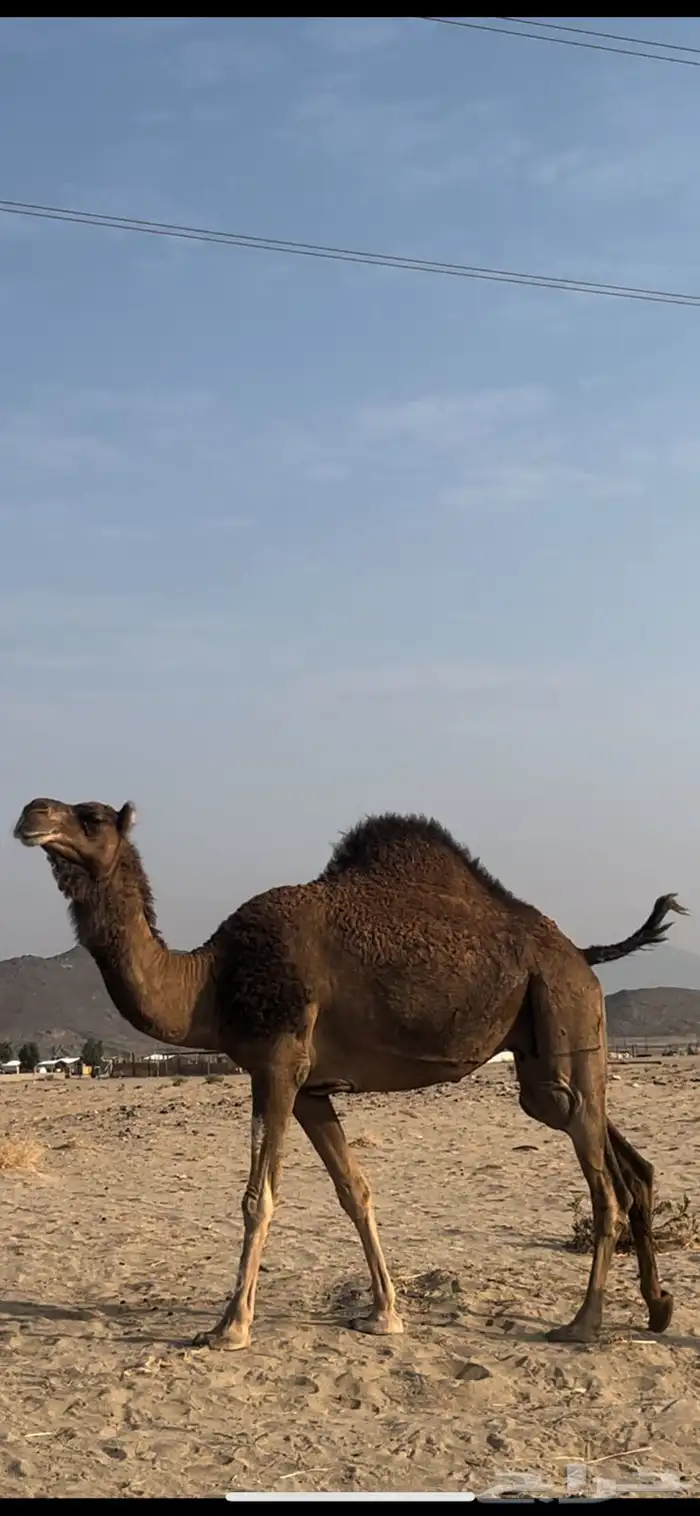 ناقه ساحليه لقحه ( تم البيع ) 0