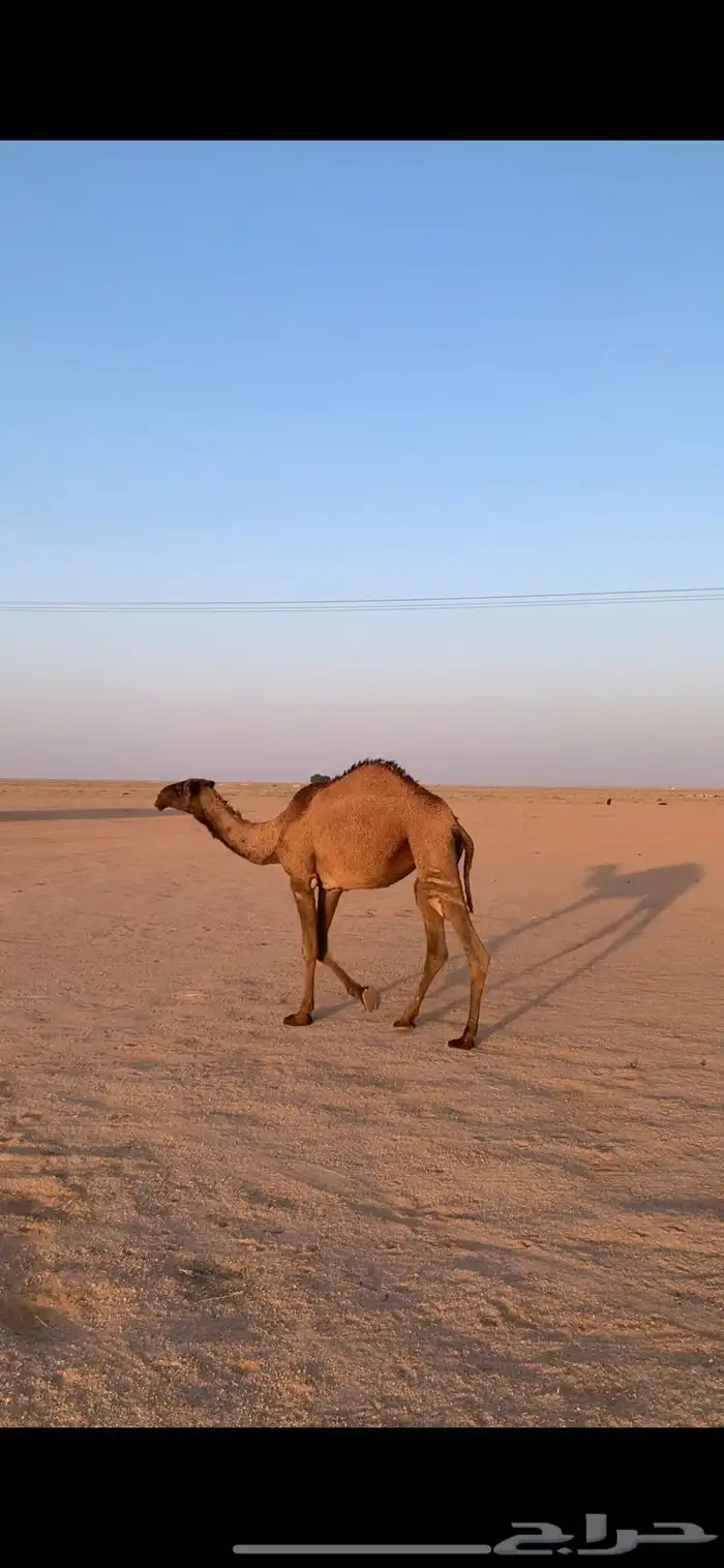 لبيع بكار صفر 2