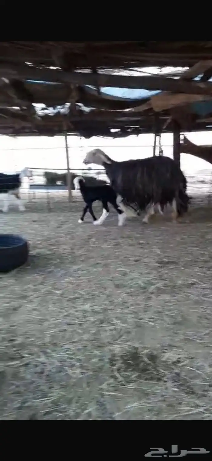 نجديه معها رخل 2