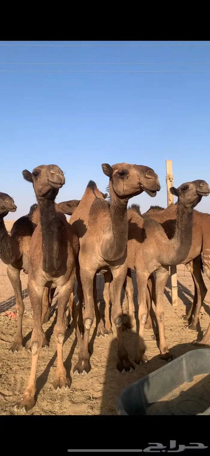 لبيع بكار صفر 6