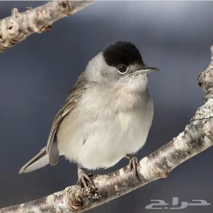 عصفور التين جديد وطازج 0