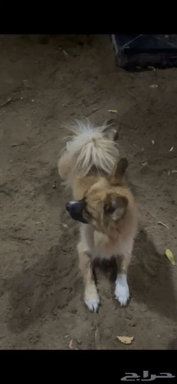 كلاب للبيع مالتيز الانثي و بمرنيان تي كب الزكر 1