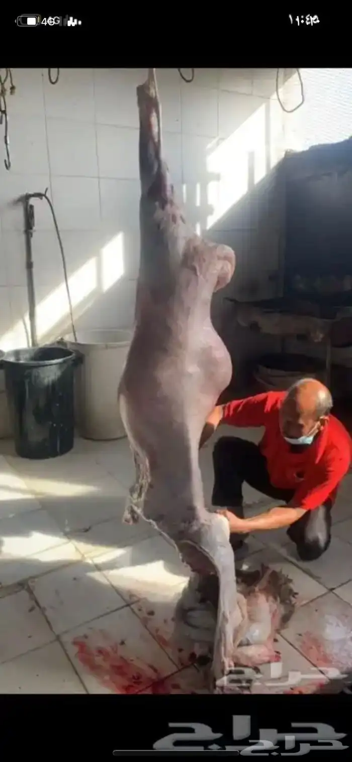 ذبايح وحنيذ ارباع وانصاص يوجد ذبح وتوصيل راجع التقييمات 18