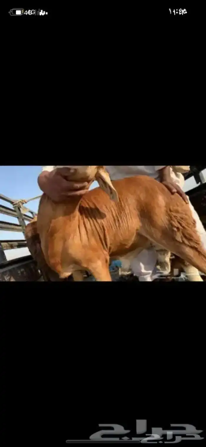 ذبايح وحنيذ ارباع وانصاص يوجد ذبح وتوصيل راجع التقييمات 17