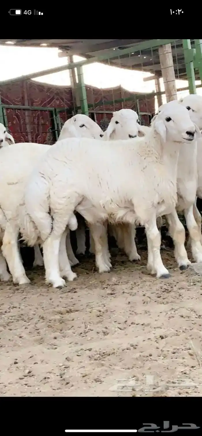 ذبايح وحنيذ ارباع وانصاص يوجد ذبح وتوصيل راجع التقييمات 13