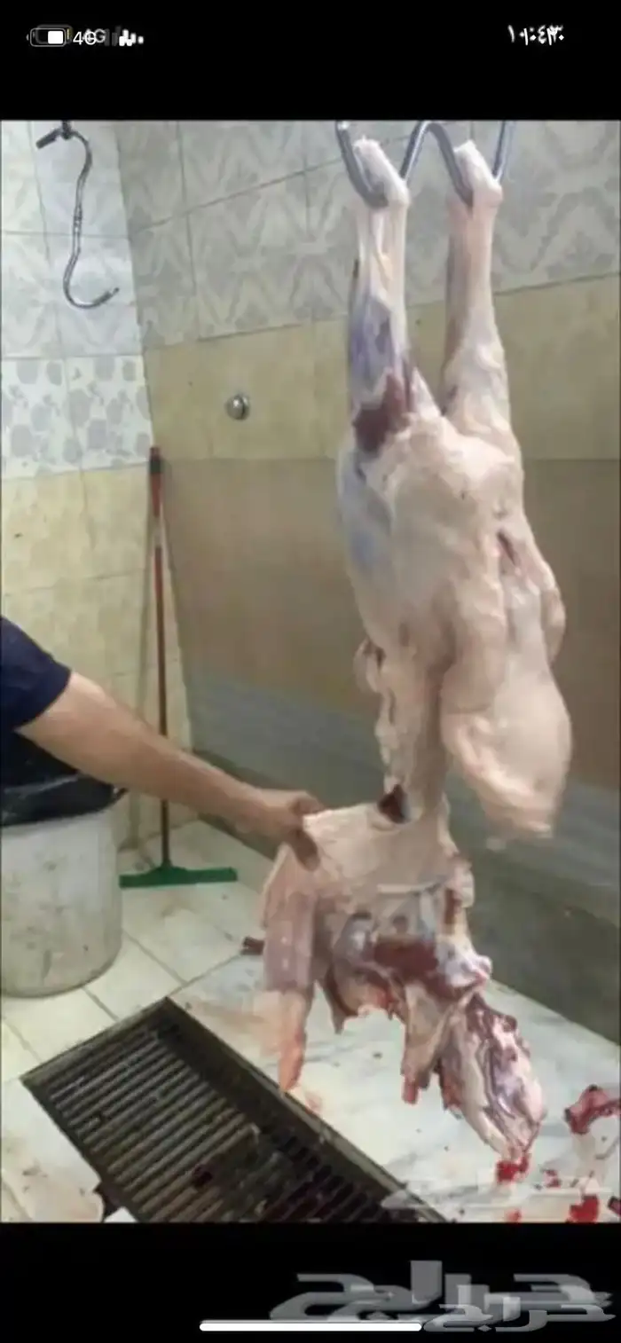 ذبايح وحنيذ ارباع وانصاص يوجد ذبح وتوصيل راجع التقييمات 16