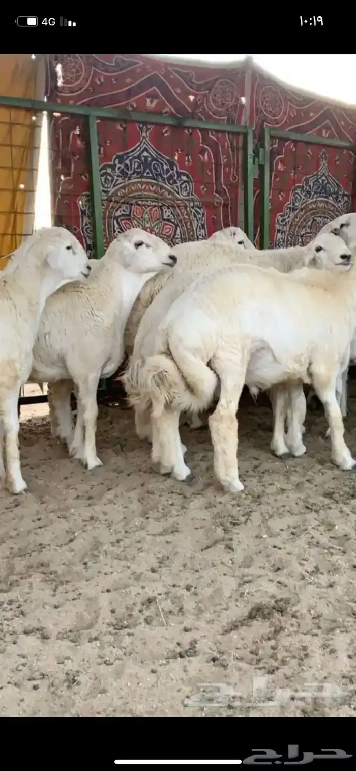 ذبايح وحنيذ ارباع وانصاص يوجد ذبح وتوصيل راجع التقييمات 12