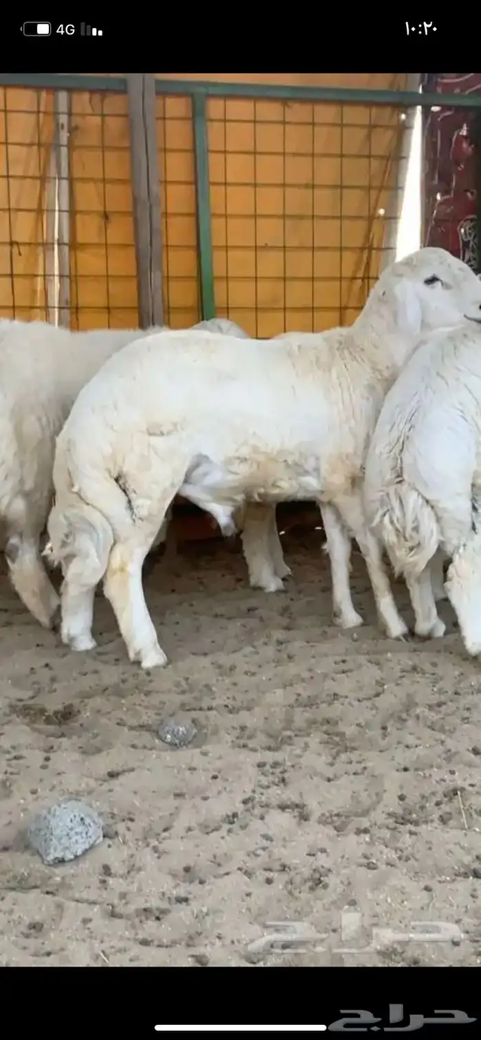 ذبايح وحنيذ ارباع وانصاص يوجد ذبح وتوصيل راجع التقييمات 14