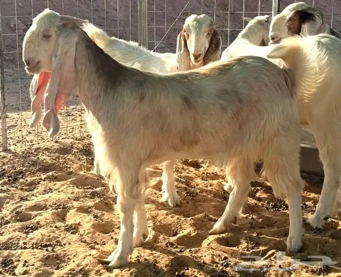 جفار مطورات فواخر 1