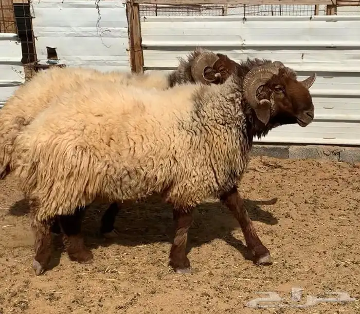 خرفان نعيم 0