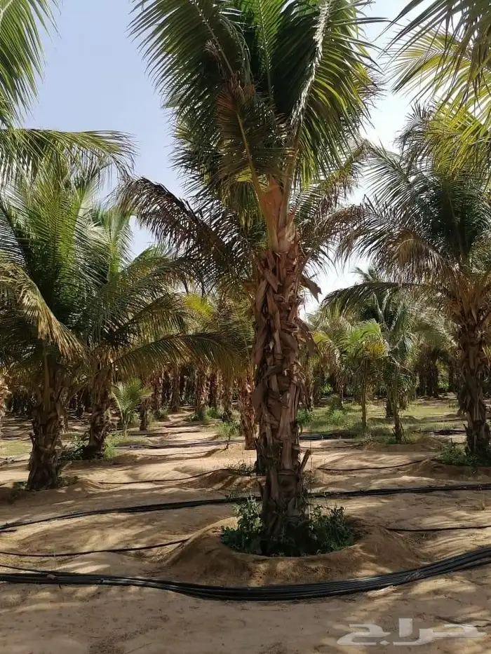 نخل للبيع جميع انواع أنخيل 13