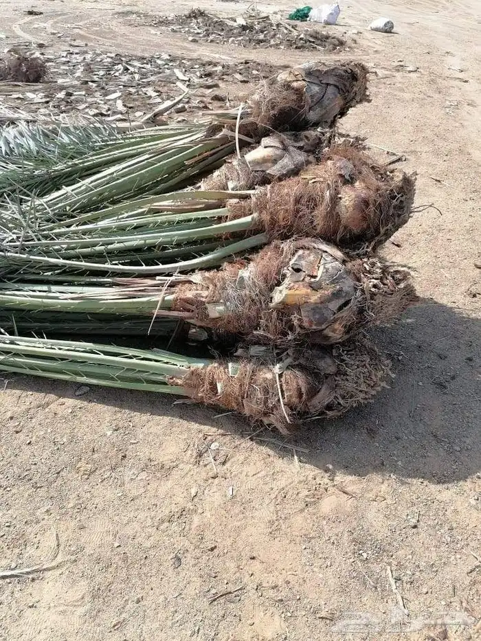 نخل للبيع جميع انواع أنخيل 2